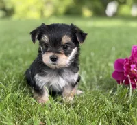Baby Doll , a female Morkie for sale in Rock Stream, NY – 4 of 10