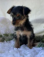 MR Pepsi, a male Yorkshire Terrier for sale in Rock Stream, NY – 4 of 10