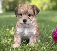 Bradley , a male Morkie for sale in Rock Stream, NY – 4 of 10