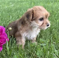 Brookie , a female Morkie for sale in Rock Stream, NY – 7 of 10