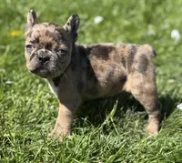 Cookie, a female Frenchton for sale in Rock Stream, NY – 7 of 10