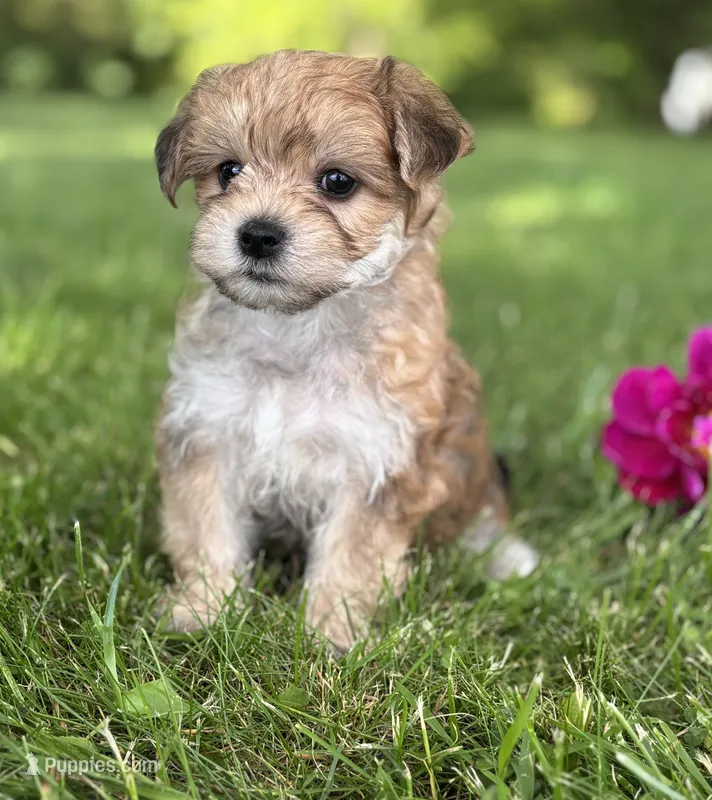 Bradley  – Morkie puppy for sale in Rock Stream, NY