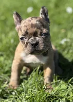 Cookie, a female Frenchton for sale in Rock Stream, NY – 5 of 10
