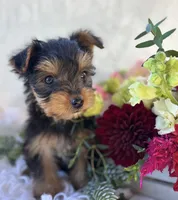 DR Pepper , a male Yorkshire Terrier for sale in Rock Stream, NY – 5 of 10