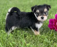 Baby Doll , a female Morkie for sale in Rock Stream, NY – 10 of 10