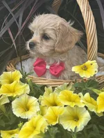 Kandy, a female Cavalier King Charles Spaniel and Maltese for sale in Rock Stream, NY – 6 of 9