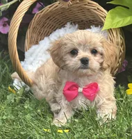 Kandy, a female Cavalier King Charles Spaniel and Maltese for sale in Rock Stream, NY – 4 of 9