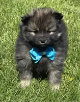 Mystery, a male Pomeranian for sale in Rock Stream, NY – 8 of 10
