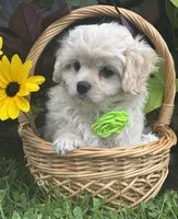 Karmel, a male Cavalier King Charles Spaniel and Maltese for sale in Rock Stream, NY – 7 of 10