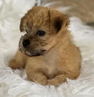 ALLISON, a female Morkie for sale in Rock Stream, NY – Photo 5 of 9