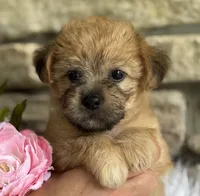 ALLISON, a female Morkie for sale in Rock Stream, NY – Photo 2 of 9