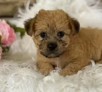 ALLISON, a female Morkie for sale in Rock Stream, NY – Photo 9 of 9