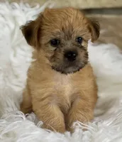 ALLISON, a female Morkie for sale in Rock Stream, NY – Photo 1 of 9