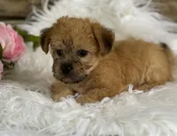 ALLISON, a female Morkie for sale in Rock Stream, NY – Photo 3 of 9