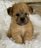 ALLISON, a female Morkie for sale in Rock Stream, NY – Photo 7 of 9
