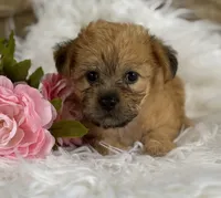 ALLISON, a female Morkie for sale in Rock Stream, NY – Photo 4 of 9