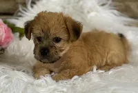 ALLISON, a female Morkie for sale in Rock Stream, NY – Photo 8 of 9