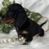 Sugar Gal , a female Miniature Dachshund for sale in Rock Stream, NY – Photo 6 of 9
