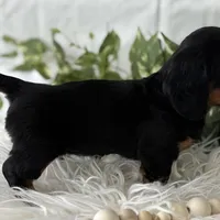 Sugar Gal , a female Miniature Dachshund for sale in Rock Stream, NY – Photo 3 of 9