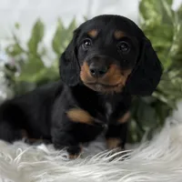 Sugar Gal , a female Miniature Dachshund for sale in Rock Stream, NY – Photo 1 of 9
