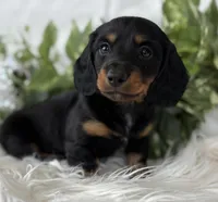 Sugar Gal , a female Miniature Dachshund for sale in Rock Stream, NY – Photo 1 of 9