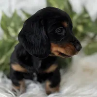 Sugar Gal , a female Miniature Dachshund for sale in Rock Stream, NY – Photo 5 of 9