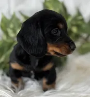 Sugar Gal , a female Miniature Dachshund for sale in Rock Stream, NY – Photo 5 of 9