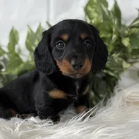 Sugar Gal , a female Miniature Dachshund for sale in Rock Stream, NY – Photo 7 of 9