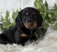 Sugar Gal , a female Miniature Dachshund for sale in Rock Stream, NY – Photo 7 of 9