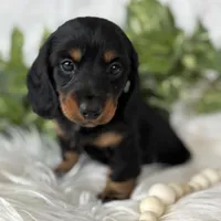 Sugar Gal , a female Miniature Dachshund for sale in Rock Stream, NY – Photo 8 of 9