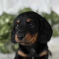 Sugar Gal , a female Miniature Dachshund for sale in Rock Stream, NY – Photo 2 of 9