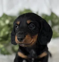 Sugar Gal , a female Miniature Dachshund for sale in Rock Stream, NY – Photo 2 of 9