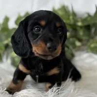 Sugar Gal , a female Miniature Dachshund for sale in Rock Stream, NY – Photo 4 of 9