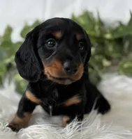 Sugar Gal , a female Miniature Dachshund for sale in Rock Stream, NY – Photo 4 of 9
