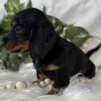 Sugar Gal , a female Miniature Dachshund for sale in Rock Stream, NY – Photo 9 of 9