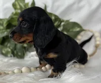 Sugar Gal , a female Miniature Dachshund for sale in Rock Stream, NY – Photo 9 of 9
