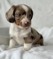 Special Baby , a male Miniature Dachshund for sale in Rock Stream, NY – Photo 10 of 10