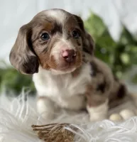 Special Baby , a male Miniature Dachshund for sale in Rock Stream, NY – Photo 3 of 10