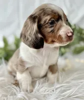 Special Baby , a male Miniature Dachshund for sale in Rock Stream, NY – Photo 2 of 10