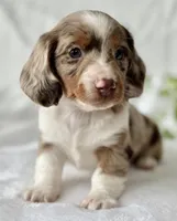 Special Baby , a male Miniature Dachshund for sale in Rock Stream, NY – Photo 1 of 10