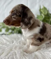 Special Baby , a male Miniature Dachshund for sale in Rock Stream, NY – Photo 7 of 10