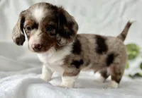 Special Baby , a male Miniature Dachshund for sale in Rock Stream, NY – Photo 4 of 10