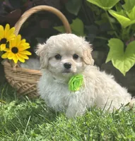 Karmel, a male Cavalier King Charles Spaniel and Maltese for sale in Rock Stream, NY – 4 of 10