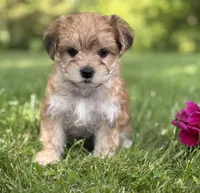 Bradley , a male Morkie for sale in Rock Stream, NY – 6 of 10
