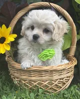 Karmel, a male Cavalier King Charles Spaniel and Maltese for sale in Rock Stream, NY – 8 of 10