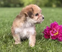 Bradley , a male Morkie for sale in Rock Stream, NY – 9 of 10