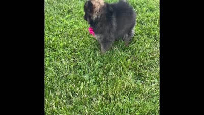 Muffin, a female Pomeranian for sale in Rock Stream, NY – 7 of 10