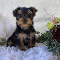 DR Pepper , a male Yorkshire Terrier for sale in Rock Stream, NY – 9 of 10