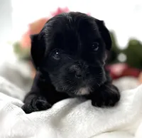 Daisy, a female Morkie for sale in Rock Stream, NY – Photo 3 of 9