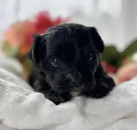 Daisy, a female Morkie for sale in Rock Stream, NY – Photo 9 of 9